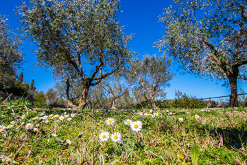 Idyllic garden with olive trees and daisy flowers in a green meadow