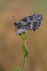 Schmetterling