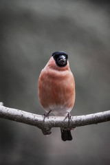 European wild bird in the garden at winter time