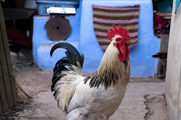 Beautiful rooster standing in the yard in the countryside