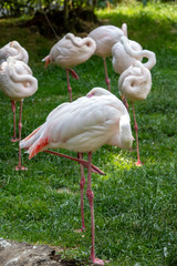 A herd of pink flamingos  resting in the grass