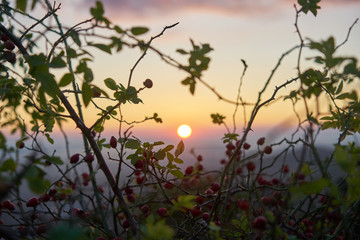 Sunrise from rose hip pastel colour