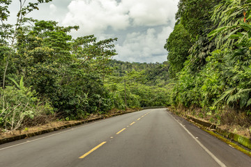 natural wildlife tropical forest ecuador jungle