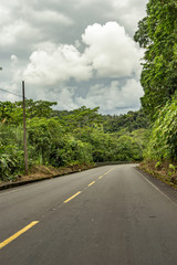 Fototapeta na wymiar natural wildlife tropical forest ecuador jungle