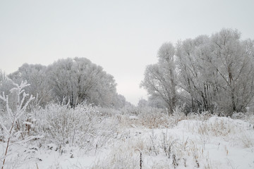 Beautiful winter landscape. Snow covered trees.