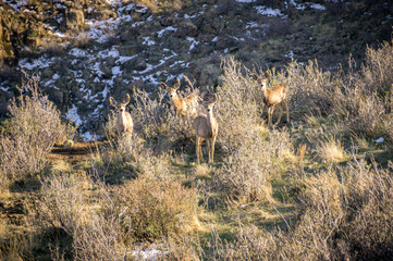 Deer on Hillside #2