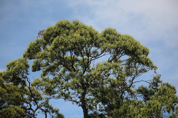 tropical rainforest trees in Brazil