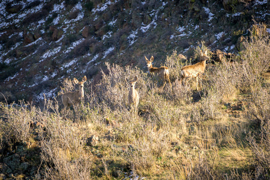 Deer on Hillside #7
