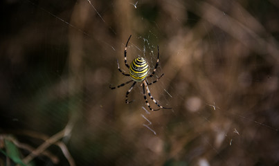 Argiope Bruennichi at Night waiting for a prey