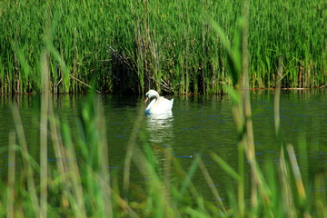 Swan in the lake.