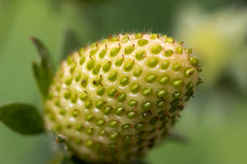 close up of a strawberry