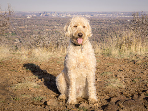 Labradoodle South Table Mountain Portraits #6