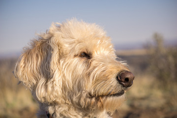 Labradoodle South Table Mountain Portraits #10