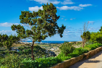 Fototapeta na wymiar Tree in Gharghur overlooking Naxxar and coast, Malta