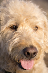 Labradoodle South Table Mountain Portraits #1