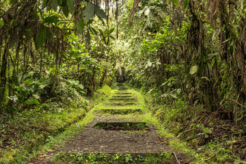 natural wildlife tropical forest ecuador jungle