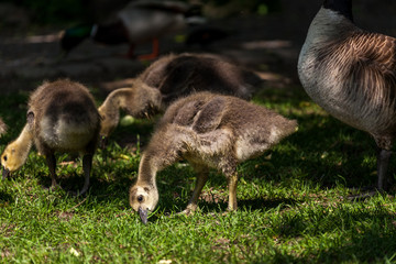 Canada goose and gosling in water.