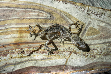Usa, Nevada, Clark County, Las Vegas: A mummified dead Gecko on a piece of banded rhyolite stone rocks with concentric circles of purple, pink, orange, yellow, and white.