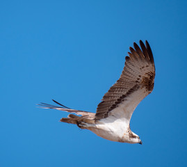 Osprey in flight on Hawar Islands in the Arabian Gulf between Bahrain and Qatar