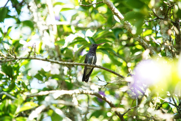Sapphire-spangled Emerald Hummingbird