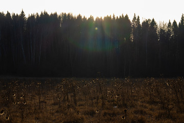 Late autumn landscape - a dark mixed forest, a field with wilted grass and beautiful light with sun...