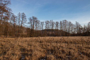 Late autumn landscape - wilted grass on the field, bare trees, blue sky