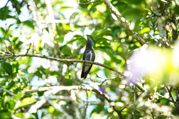 Sapphire-spangled Emerald Hummingbird