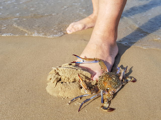 Flower crab or blue swimmer crab, or sand crab. Portunus armatus (formerly Portunus pelagicus). Man bare feet in sea surf water . Crustacean animal on sandy beach 
