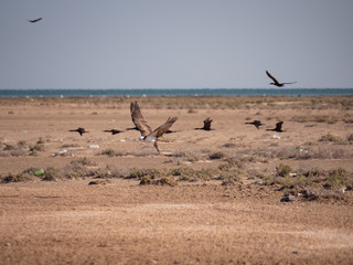 Osprey in flight on Hawar Islands in the Arabian Gulf between Bahrain and Qatar