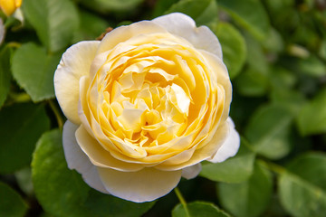 Beautiful classic garden roses decorate the house and garden. Blooming yellow rose flower with...