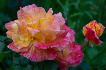 Beautiful classic garden roses decorate the house and garden. Blooming rose flower red yellow with water drops after rein. Background of dark green leaves. Queen of flowers.