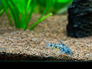 mottled corydora (corydora paleatus) in a fish tank