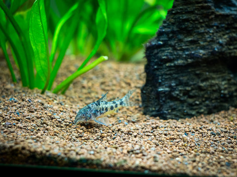 mottled corydora (corydora paleatus) in a fish tank