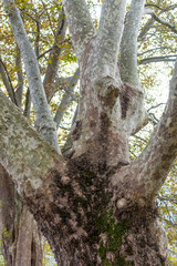 Etsch river, Trento, Italy. Old plane trees along the river of Etsch. Close up view. Natural beauty...