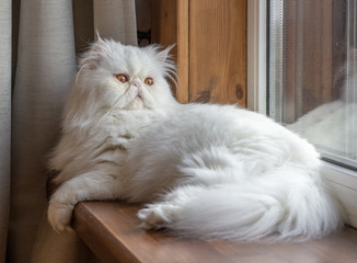 White Persian cat with long hair. Exotic