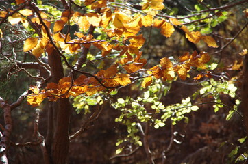 Herbstlaub