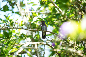 Sapphire-spangled Emerald Hummingbird