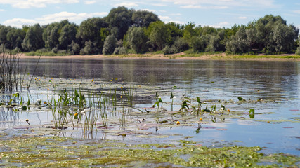 Water lilies on the river