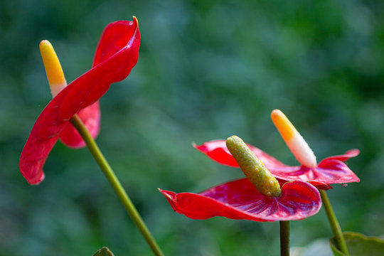 anturios rojos en jard&iacute;n desenfoque