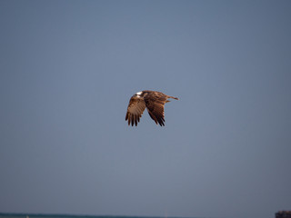 Osprey in flight on Hawar Islands in the Arabian Gulf between Bahrain and Qatar