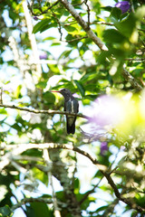 Sapphire-spangled Emerald Hummingbird