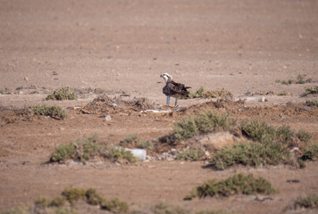 Arabian Osprey nesting surrounded by plastic waste in the Arabian Gulf