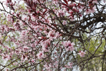Blossoming plum tree.