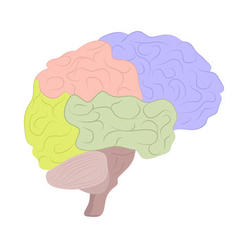 human brain, human anatomy, medical illustration, study of parts of the brain