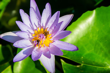 Lotus bloom with bee and sunlight morning