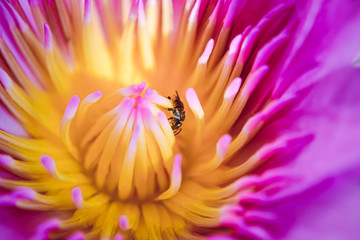 Lotus bloom with bee and sunlight morning