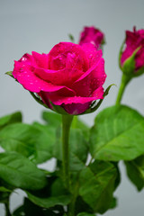 Rose blooming on white background