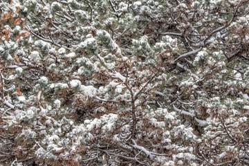 Branches with Clumps of Snow on Dead Leaves