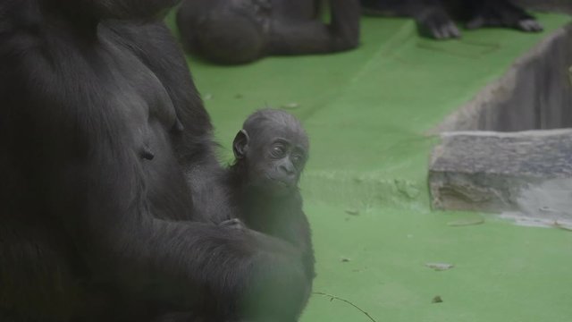 Gorilla cub near his mother.