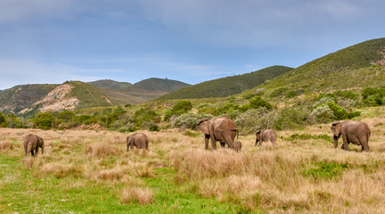 Fototapeta na wymiar Elephant family